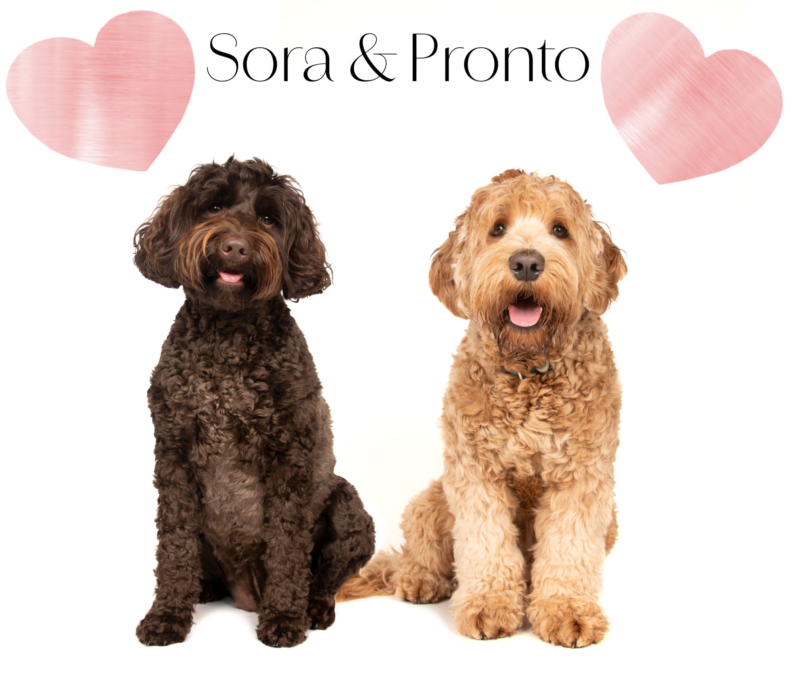 sora en pronto